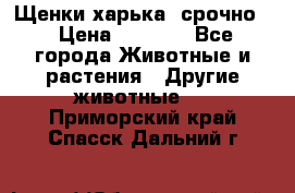 Щенки харька! срочно. › Цена ­ 5 000 - Все города Животные и растения » Другие животные   . Приморский край,Спасск-Дальний г.